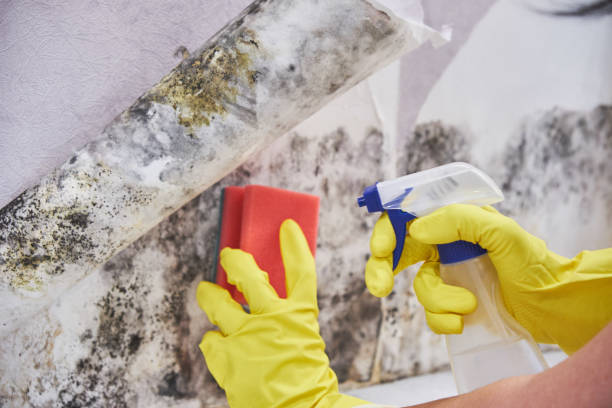 Mold Odor Removal Services in Athens, WV